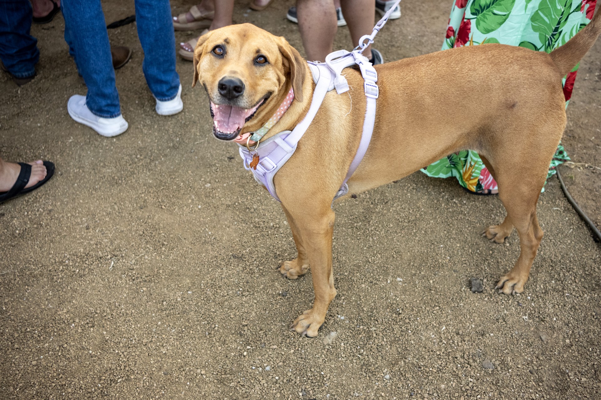 A dog joining the NautiFest 2026 gathering
